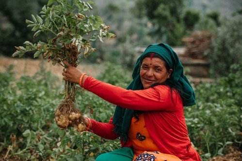 气候变化影响尼泊尔山区小农的生计，乐施会建议当地村民改种一些用水较少及易于储存的农作物。图片中的Haru改种了本地品种的马铃薯，并改良了种植方法，随后的产量有所增加。 