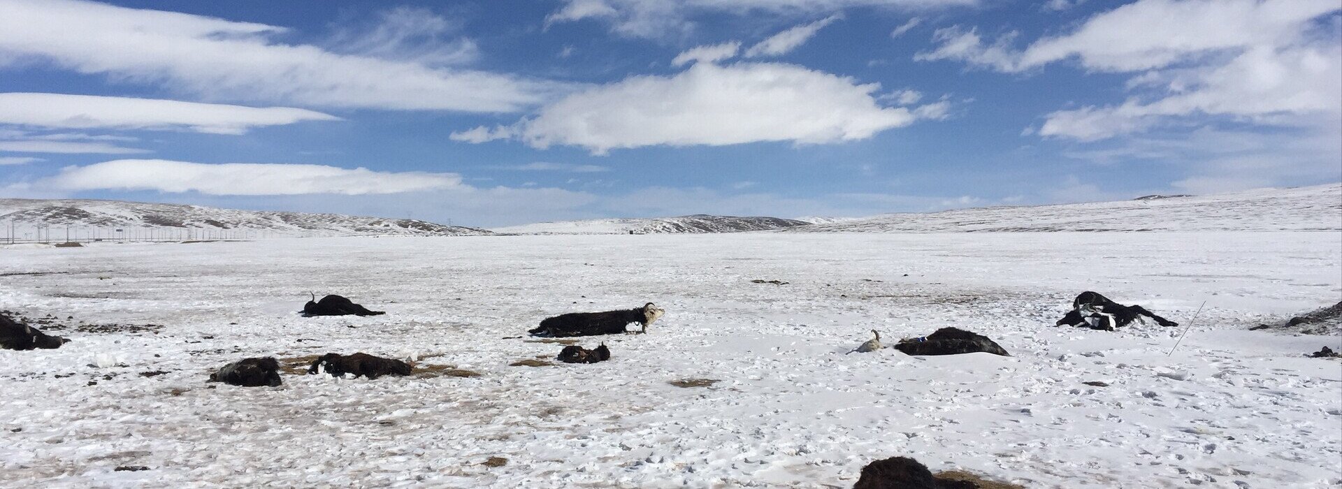 2019 Yushu Snowstorm