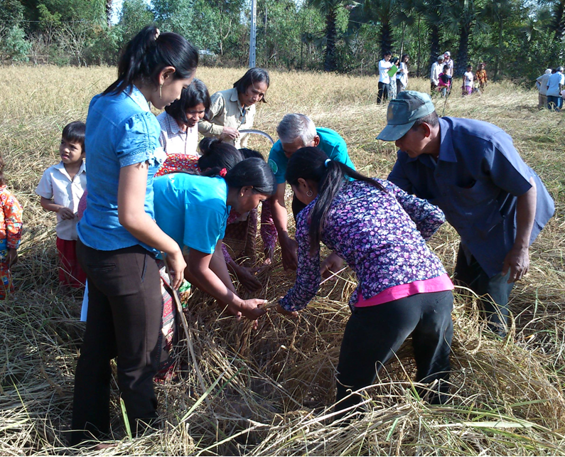 With a spirit of camaraderie, farmers and farm women experiment, learn and prove scientifically the strengths and weaknesses of different ways of planting rice on a field in Cambodia. The farm women found that planting rice seedlings farther apart provides higher yields. Scientific research does not just happen in universities and classrooms.