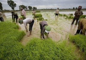 15 October, International Day of Rural Women - 图像