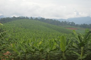 香蕉種植園佔領了緬甸的社區森林