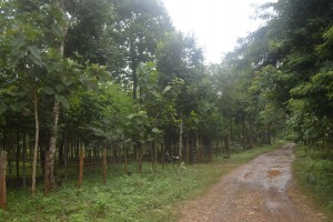 橡膠種植園遍佈緬甸北部