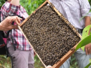 蜜蜂飼養場，場主正要介紹蜂后結我們這一群城市人認識