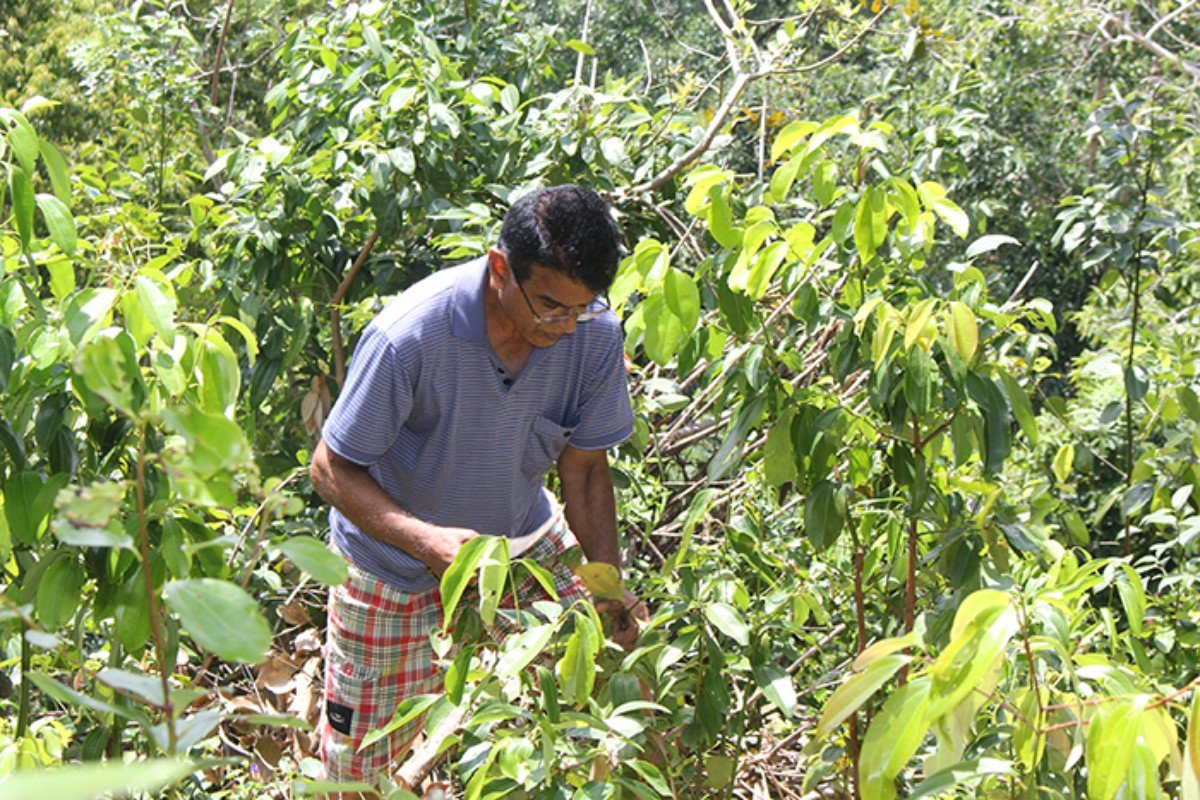 其中一名种植香料的小农Bernard Ranaweera被成员推选为SOFA的主席。