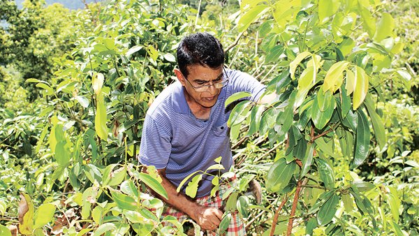 斯里兰卡小农Bernard Ranaweera主要种植香料，包括肉桂和香茅。（图：SOFA）
