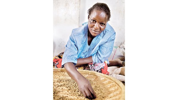 坦桑尼亞咖啡農以公平貿易形式種植咖啡豆，改善生計。