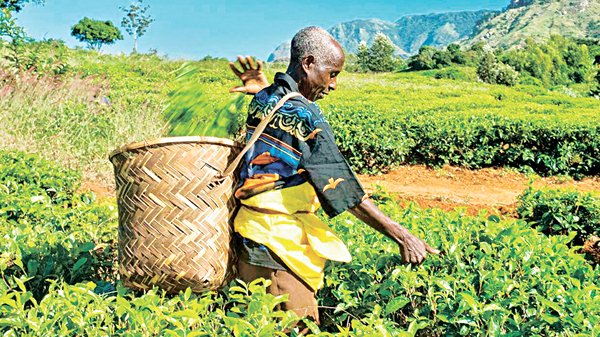 斯里兰卡小型有机农民协会SOFA，与外国买家建立直接联系，出口有机茶包和香料，从而更有力地影响商品价格。