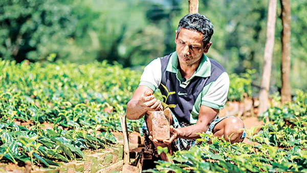 茶農和其他小農以部分利潤回饋社區，改善種植技巧和生產、加工技術。