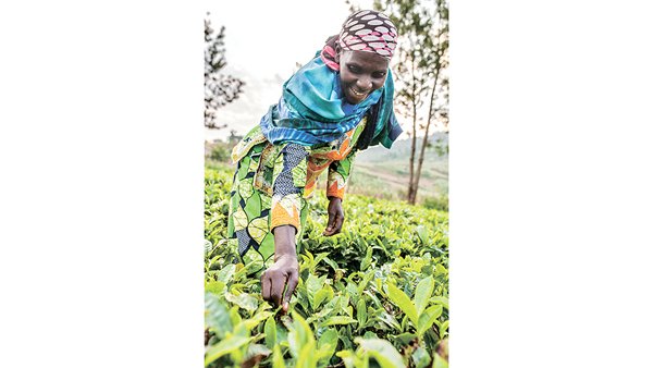 与非洲及发展中国家的小农一样，卢旺达小农Virginie Mukagatare受不公平贸易影响。 (摄影︰Aurelie Marrier d’Unienville/乐施会)