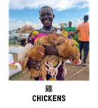 Chickens