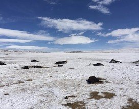 持续降雪和低温导致大批犛牛死亡