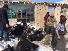 有牧民原本有70頭犛牛，有44隻在雪災中死去。