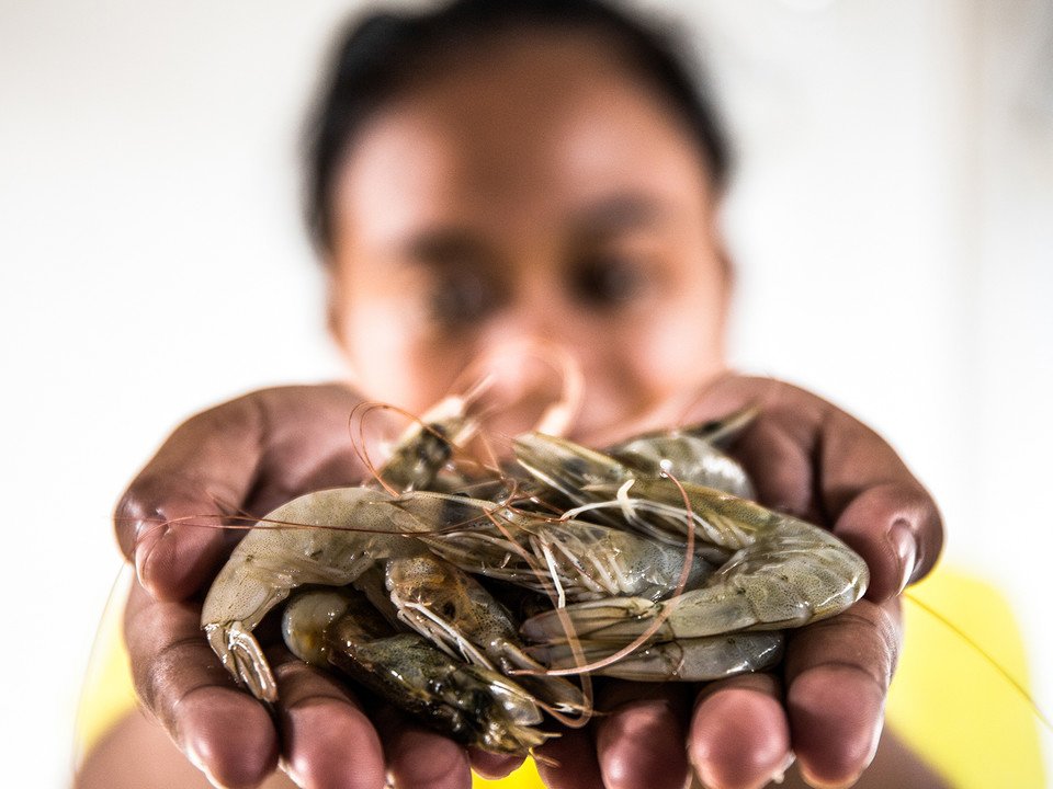 在泰國和印尼最大型的蝦加工廠中，工人待遇惡劣，沒有足夠食物，其中一位受訪女工梅拉蒂更指，工作中需要大量使用漂白水作清潔，卻沒有手套作保護，令手臂被灼傷。