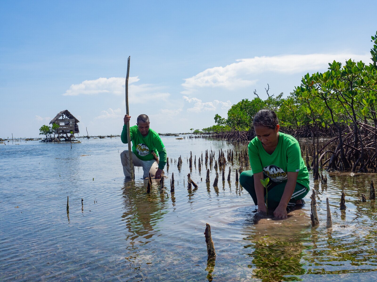 Members of the Maslog Coconut Farmer and Fishermen Association, a local fisherfolk organisation in Lawaan (in the province of Eastern Samar), planting mangrove saplings to restore a mangrove forest that was damaged by Super Typhoon Haiyan in 2013. Together with the support of Oxfam and our local partner, the association has planted more than 20,000 mangrove seedlings since 2015. (Photo: Elizabeth Stevens / Oxfam) 