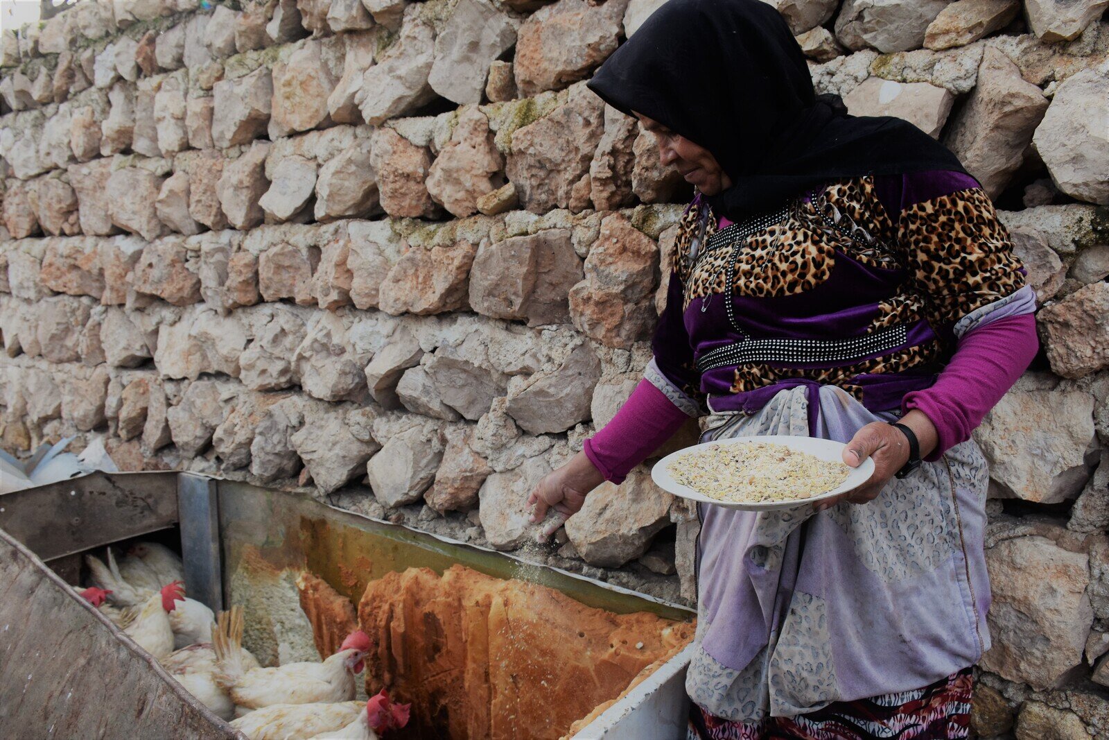 Nouf, 44, fled her home in rural Aleppo’s Huajjeneh during the fighting. Although the mother of 7 has recently returned with her family, she faces many challenges ahead. Oxfam has provided 250 vulnerable families in rural Aleppo with chickens and chicken feed to help them make a living. The eggs produced provide a source of both food and income. (Photo: Dania Kareh / Oxfam)