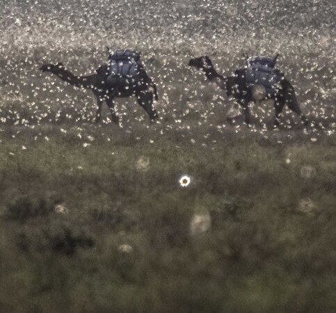 Image of New swarms of locusts threaten to increase hunger in East Africa reeling from floods and coronavirus