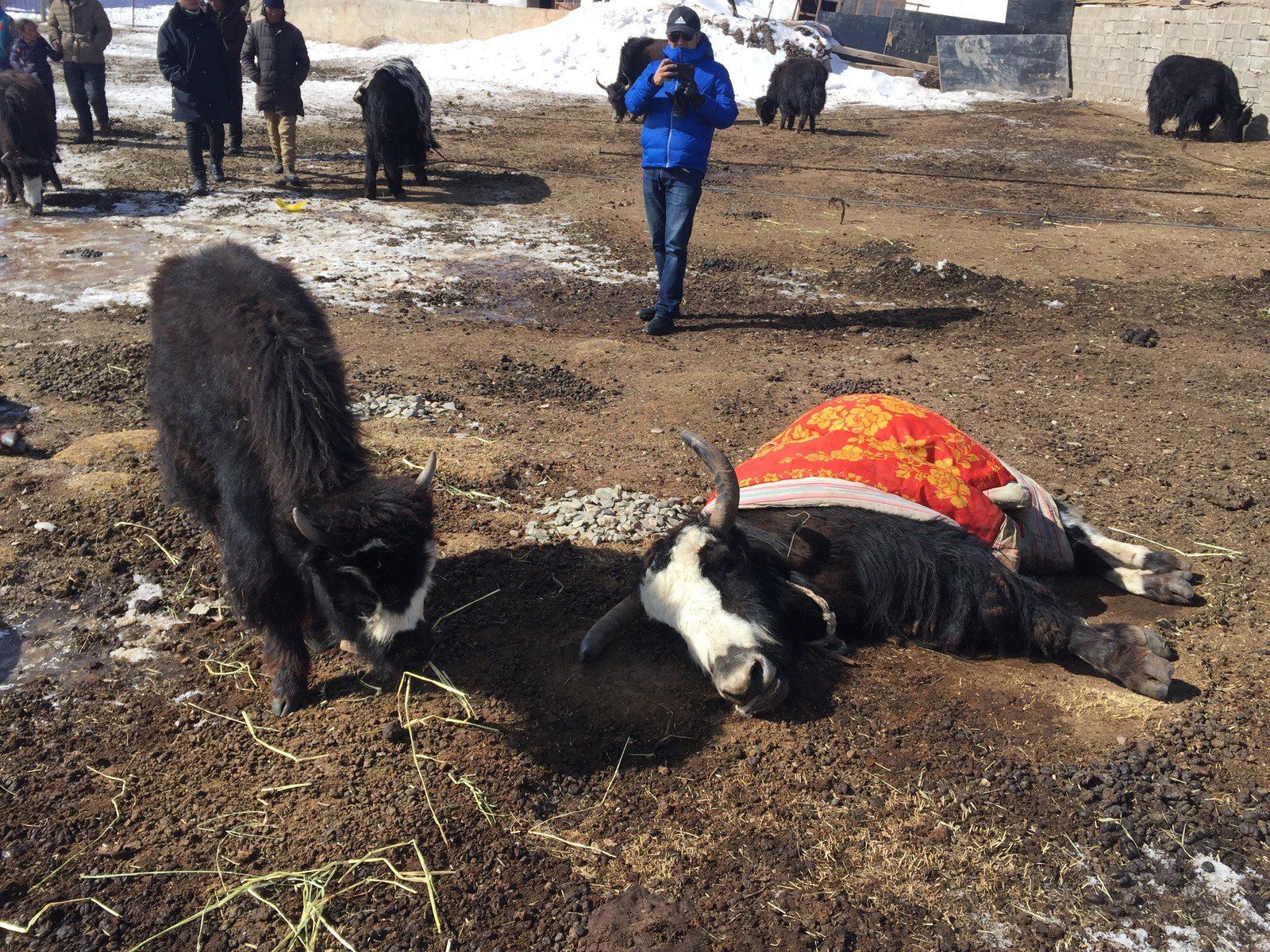 Despite having quilts, the snowstorms still claimed the lives of many yaks. 