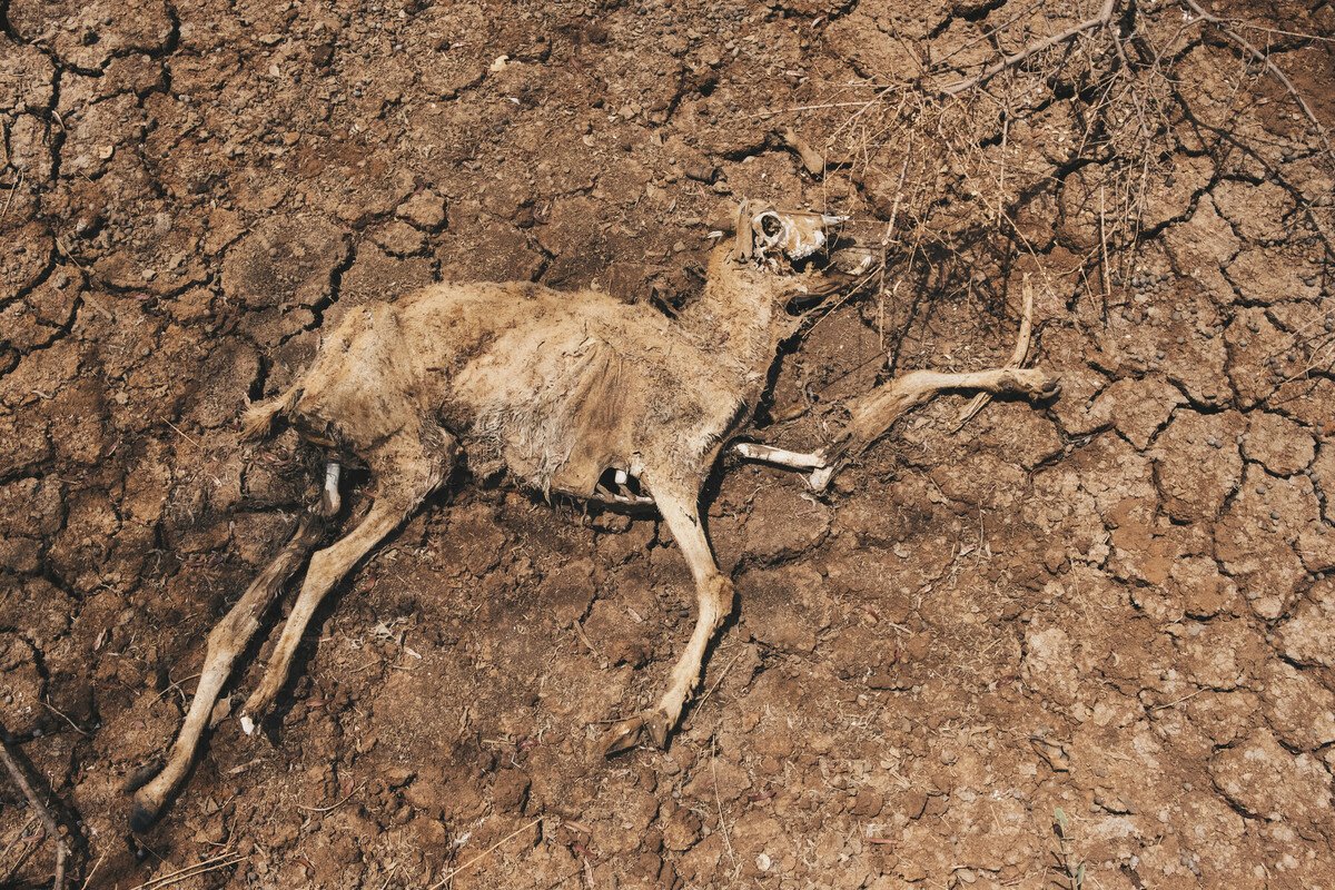 Goat carcass lying on dry earth.
