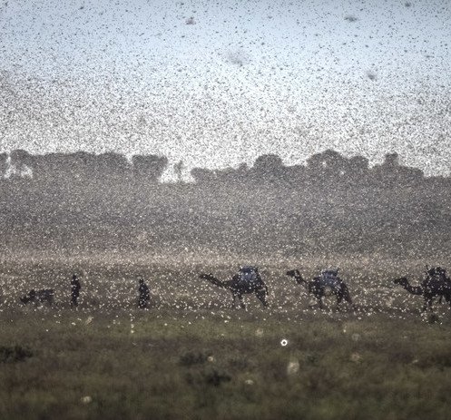 New swarms of locusts threaten to increase hunger in East Africa reeling from floods and coronavirus (只有英文) - 圖像