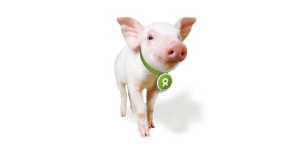 PIG