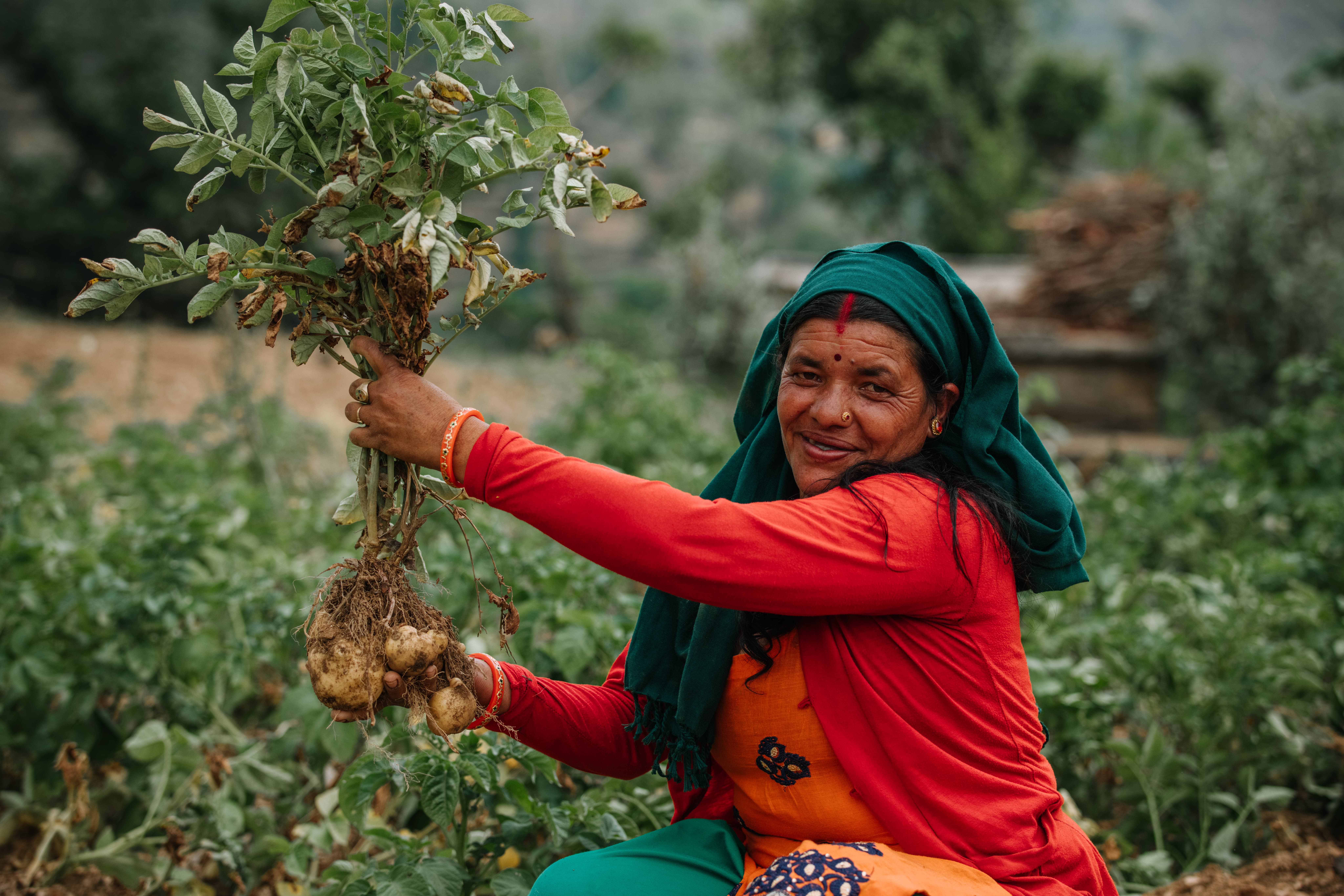 气候变化影响尼泊尔山区小农的生计，乐施会建议当地村民改种一些用水较少及易于储存的农作物。图片中的Haru改种了本地品种的马铃薯，并改良了种植方法，随后的产量有所增加。