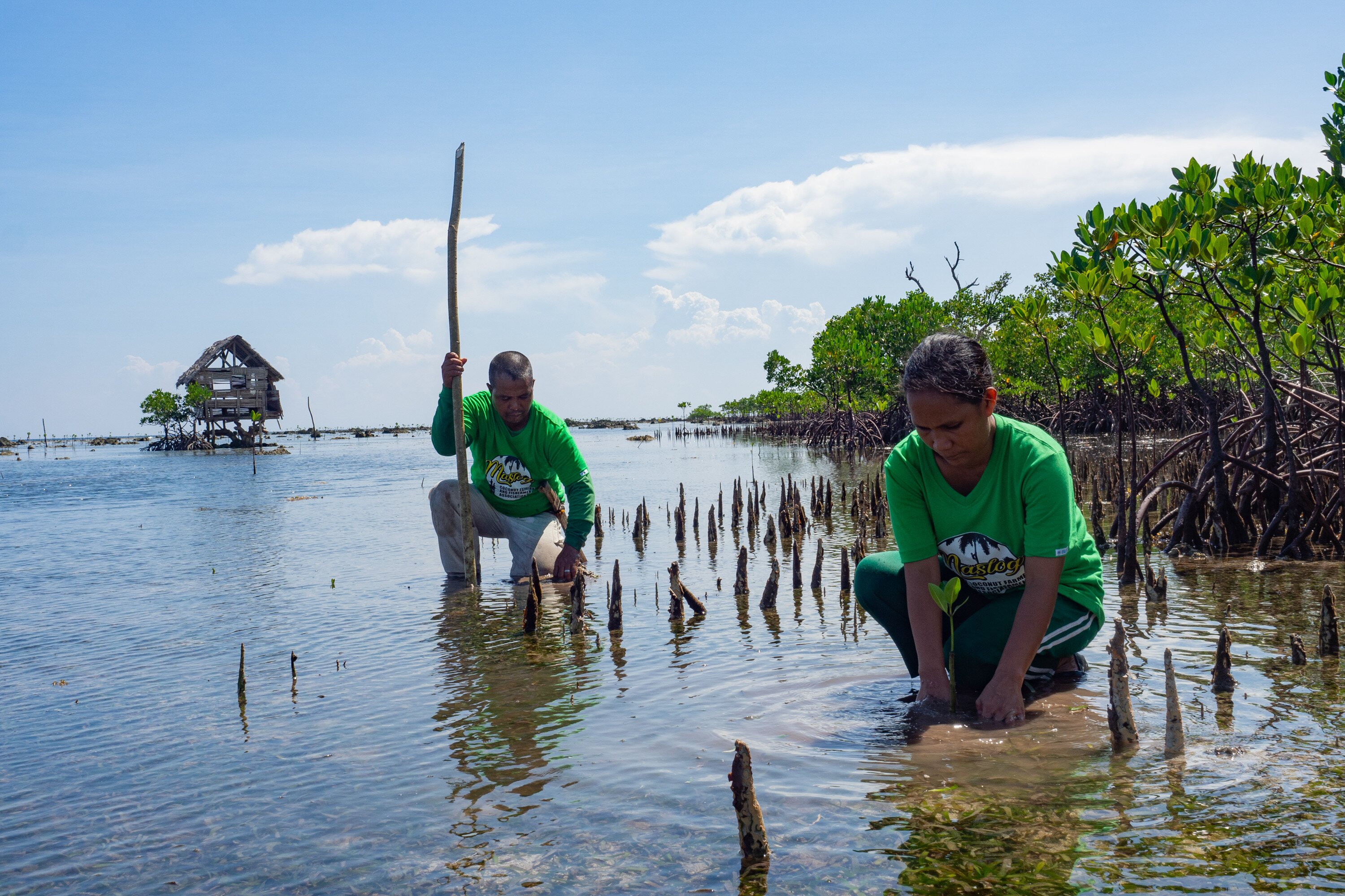 Members of the Maslog Coconut Farmer and Fishermen Association, a local fisherfolk organisation in Lawaan (in the province of Eastern Samar), planting mangrove saplings to restore a mangrove forest that was damaged by Super Typhoon Haiyan in 2013. Together with the support of Oxfam and our local partner, the association has planted more than 20,000 mangrove seedlings since 2015. (Photo: Elizabeth Stevens / Oxfam) 