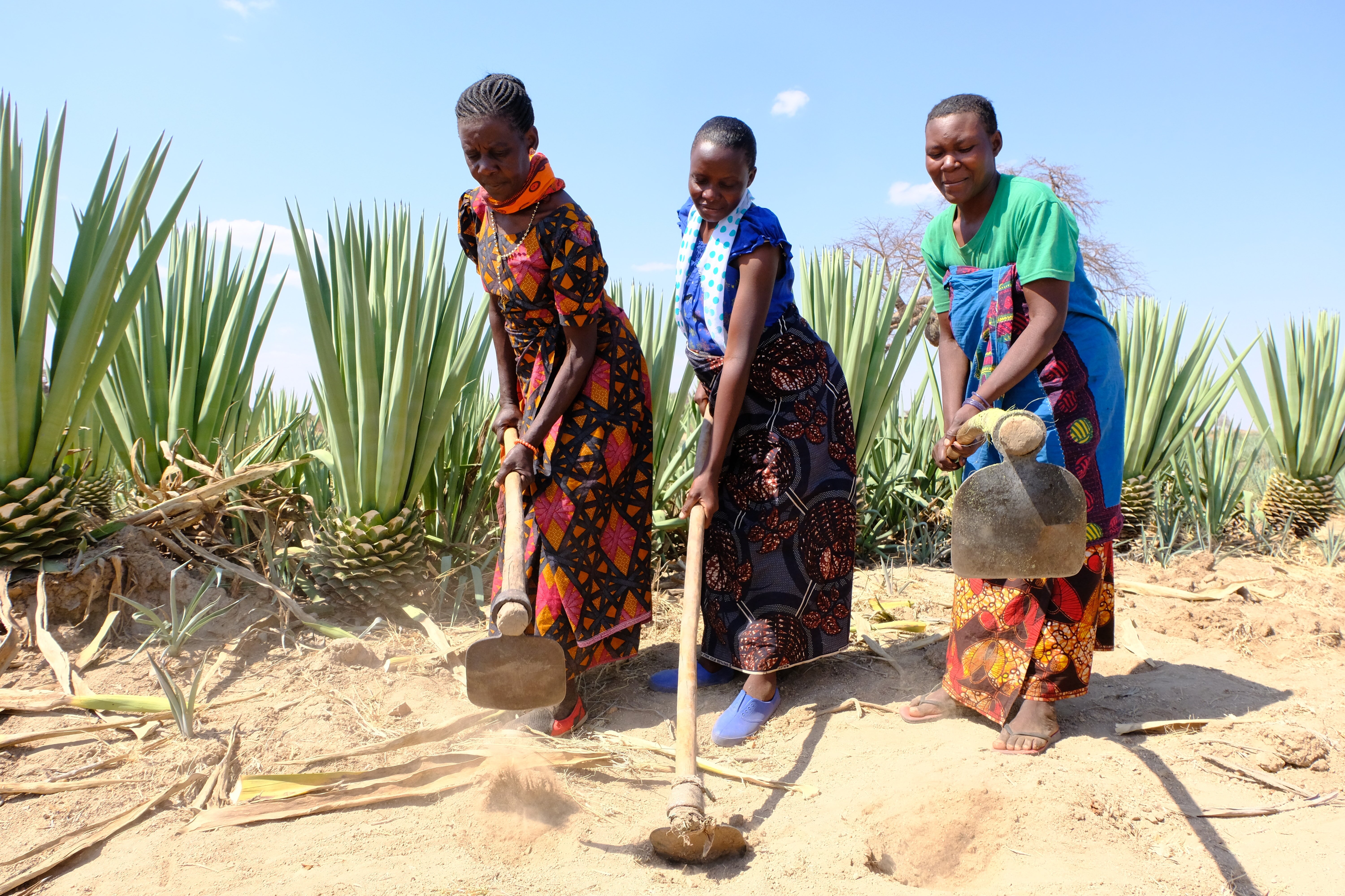 In the drought-ridden regions of Tanzania, farmers are switching to drought-resistant crop species; establishing support groups and agricultural cooperatives to strengthen smallholder farmers’ collective bargaining power