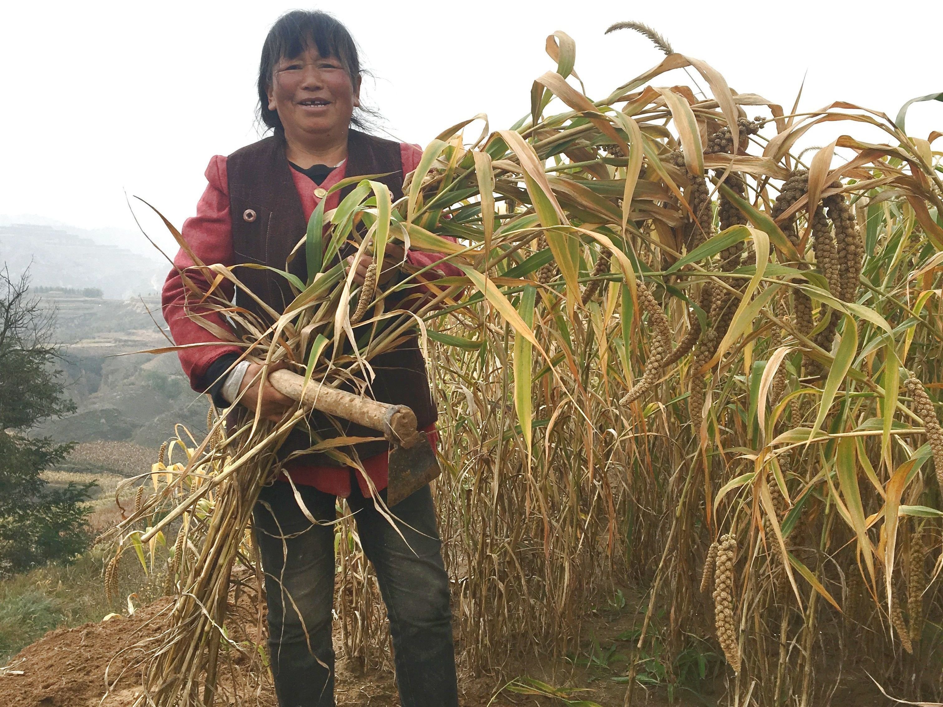村民王楊琴分享了收成小米的喜悅。