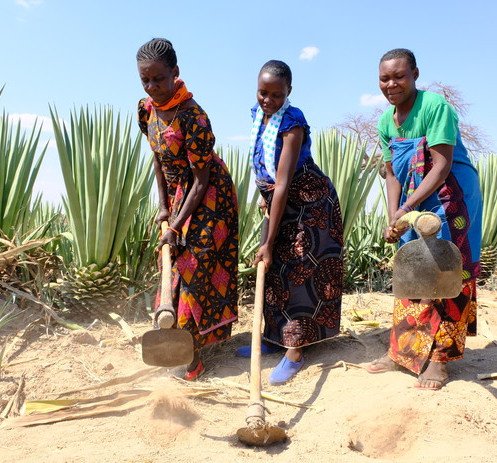 坦桑尼亞 - 種出堅韌人生 ‧ 與坦桑尼亞小農同行 - 圖像