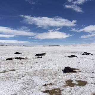 2019 Yushu Snowstorm