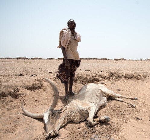 Image of East Africa Food Crisis