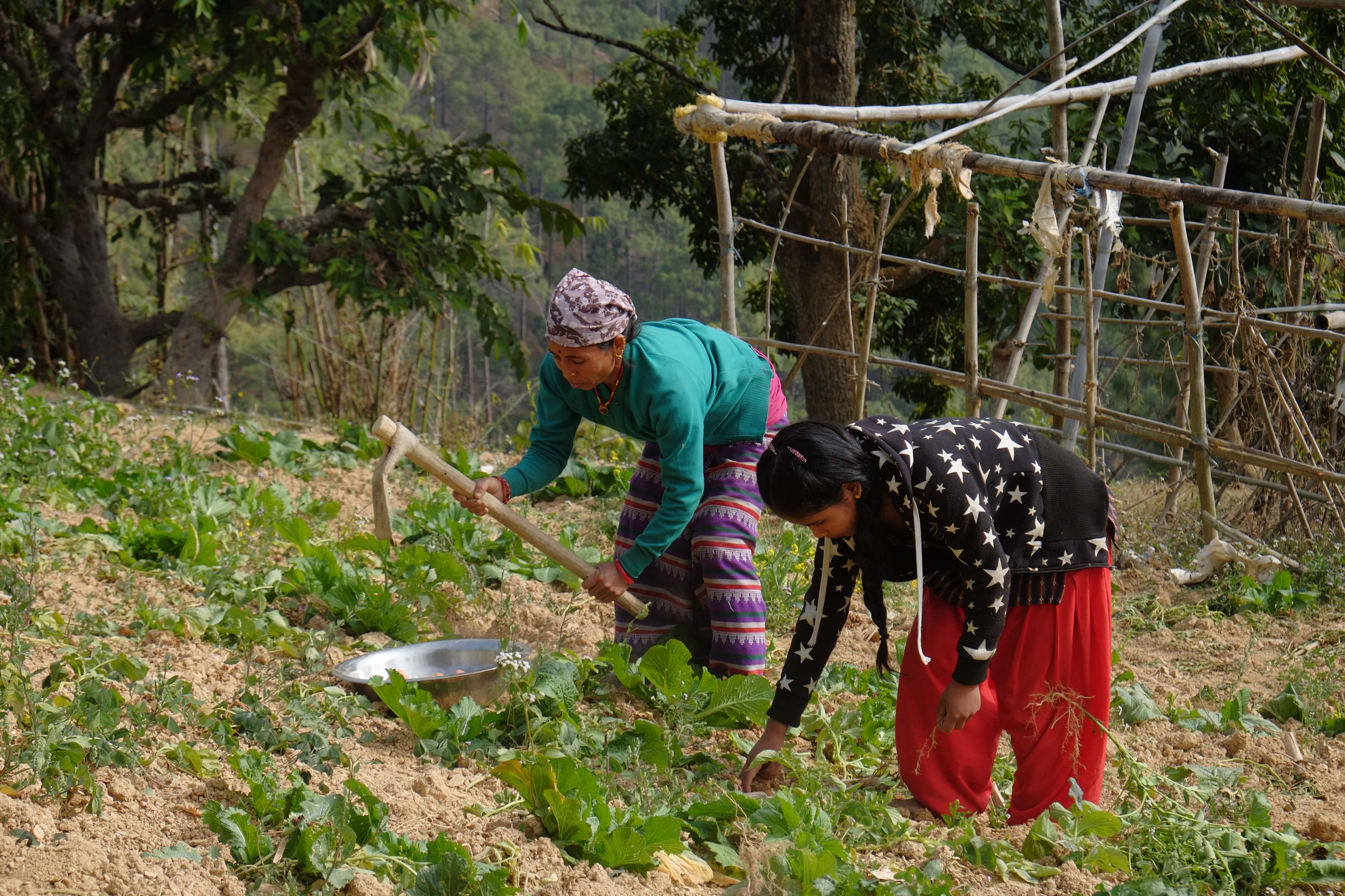 乐施会在尼泊尔多个地区开展生计项目，并以当地妇女为主要项目对象，让妇女学习更有效率、更能适应气候变化的种植技术。（摄影︰Wingo Chan / 乐施会义务摄影师）